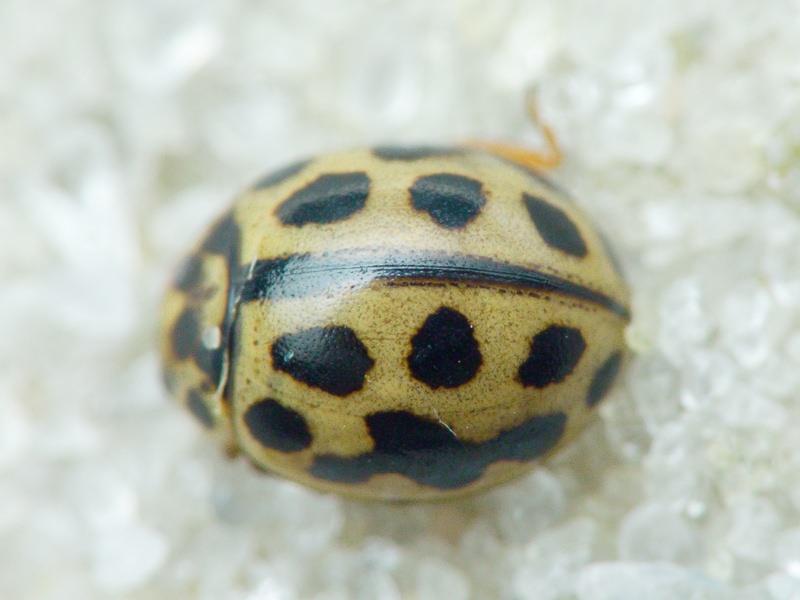 Tytthaspis sedecimpunctata (Linnaeus, 1758)